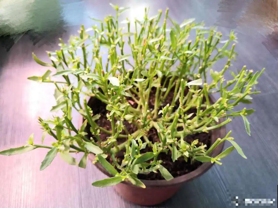 小阳台的爆花机器,1棵爆出一大盆,窗台、晾衣杆都挂满 小阳台的爆花机器,1棵爆出一大盆,窗台、晾衣杆都挂满