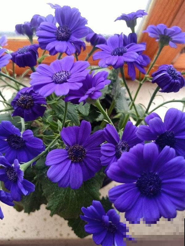 过年必不可缺少的年宵花,人手一盆“富贵菊”,阖家团圆幸福多 过年必不可缺少的年宵花,人手一盆“富贵菊”,阖家团圆幸福多