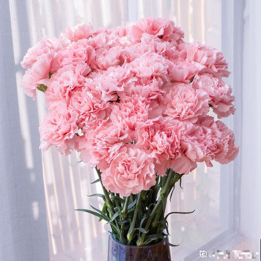 1种花满盆花苞,春天养正好,爆盆很容易 1种花满盆花苞,春天养正好,爆盆很容易