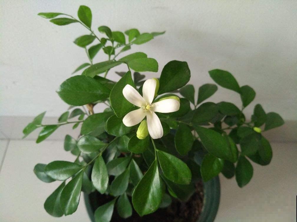 重视健康的人,封闭式阳台不养“浓香花”,害处不小 重视健康的人,封闭式阳台不养“浓香花”,害处不小