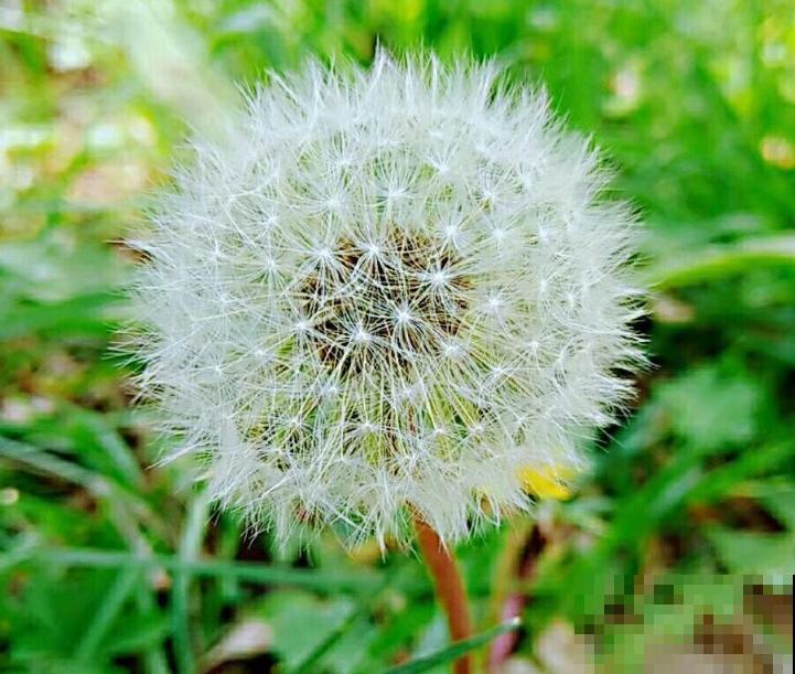 草地里的蒲公英，家里也能种植，掌握好养护方法，养护也能变简单