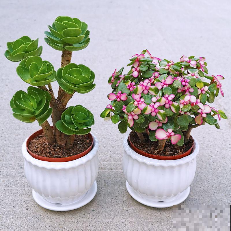 金钱滚滚多肉在家养殖，要想养的好，这5点要知道