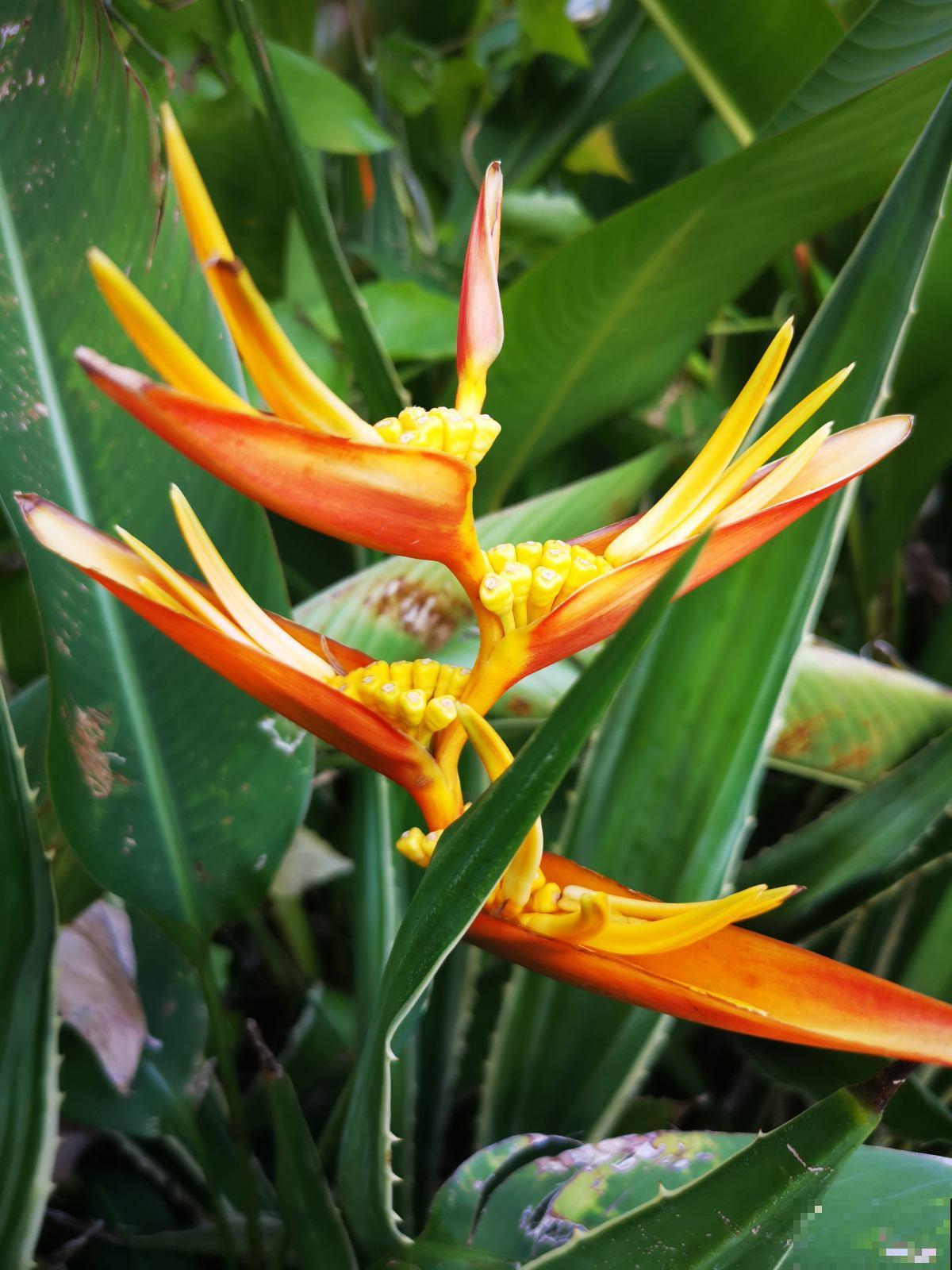 4种“骗人花”，花市看见要小心，坑多得让人无语