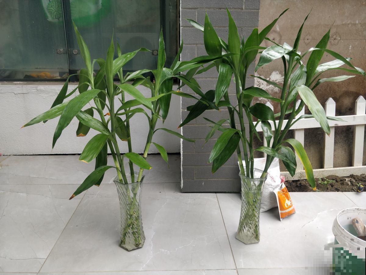 4种竹子，寓意一个比一个好，日子越过越美满