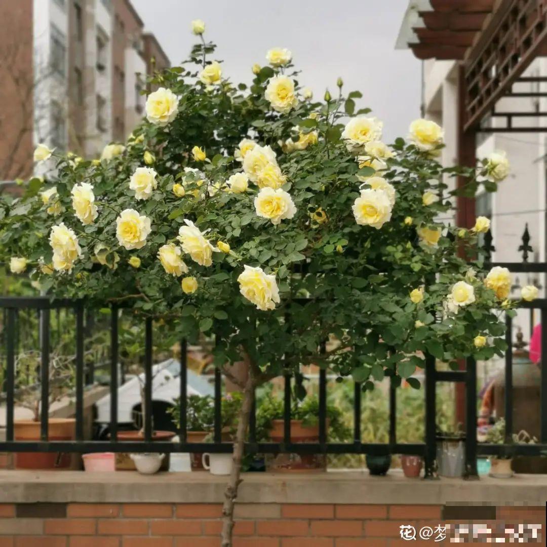 家里的花别乱放，放错地方，容易把花养死！