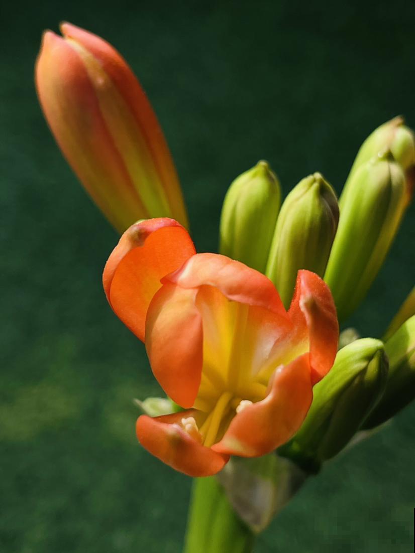 君子兰不开花，可别再信缘分未到，及时改善蹭蹭开花