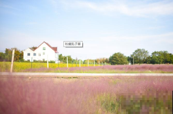 网红植物粉黛乱子草，不用每年种植，来年重新发芽