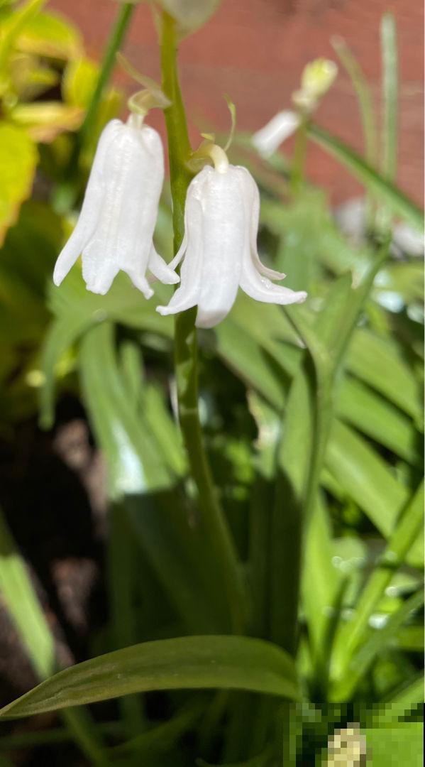 3种耐寒花,冬天养没问题,零下20度也能开花 3种耐寒花,冬天养没问题,零下20度也能开花