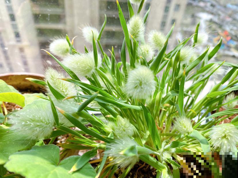 春天养花养腻了,不如在家种草,皮实好养还能吃,性价比超高 春天养花养腻了,不如在家种草,皮实好养还能吃,性价比超高