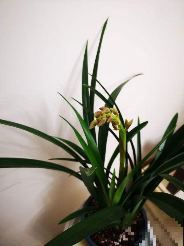 养兰花容易被人忽悠,3个养兰误区,千万别踩坑 养兰花容易被人忽悠,3个养兰误区,千万别踩坑