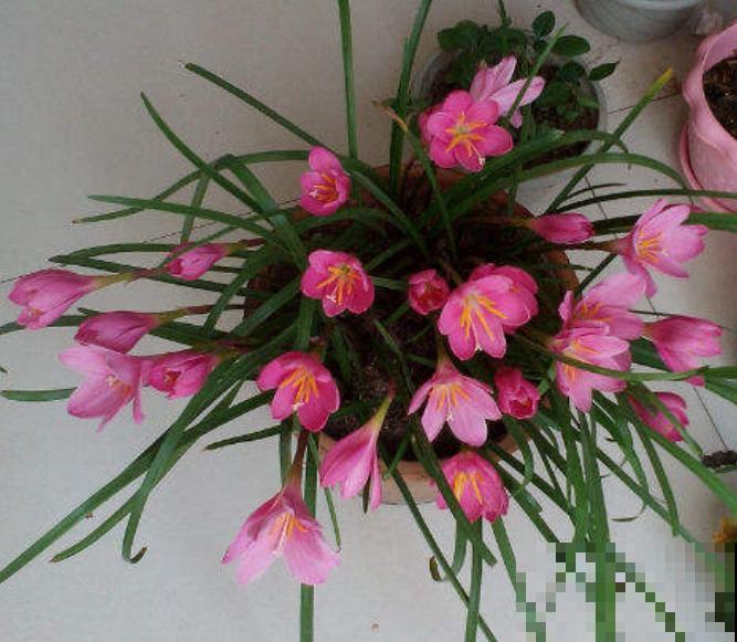 这5种植物，一周就能发芽，喜欢的快来养