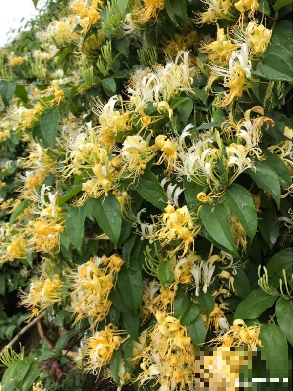 家里养盆新型品种金银花，下个月开出三色花瀑布，满院子飘香