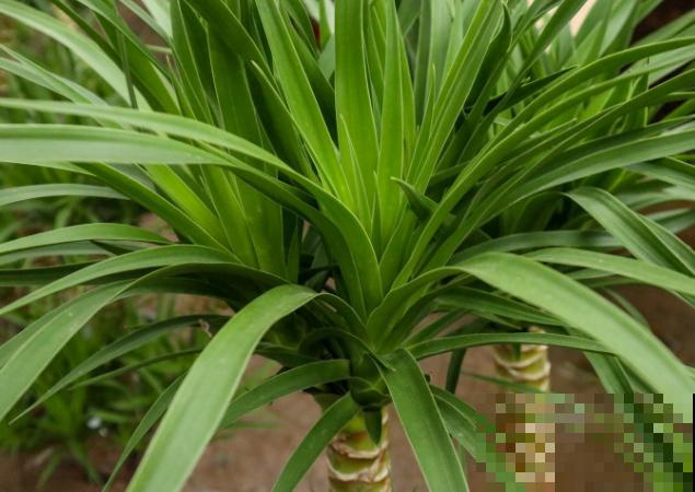 1种花名特霸气，名叫“青云直上”，在家养还有步步高升好兆头