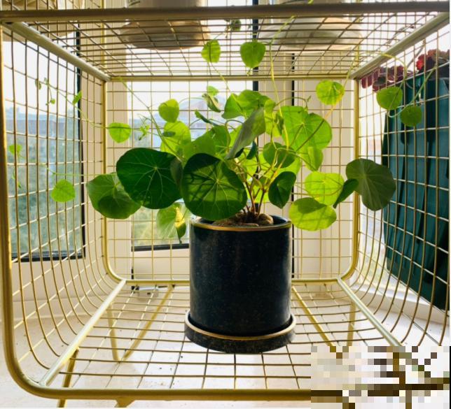 寿命长,爬藤快的“土坨”,家里养一棵,有招财进宝好兆头 寿命长,爬藤快的“土坨”,家里养一棵,有招财进宝好兆头