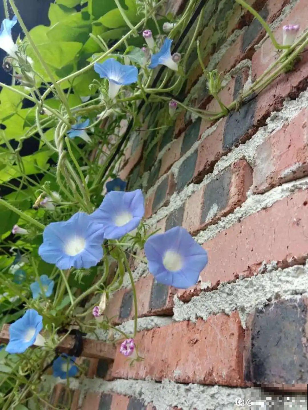 这9种“看家花”，70、80后难忘记，00后不认识！