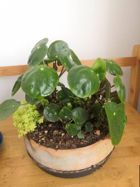 清新可爱的镜面草，国内当野草，国外当个宝，生机感十足