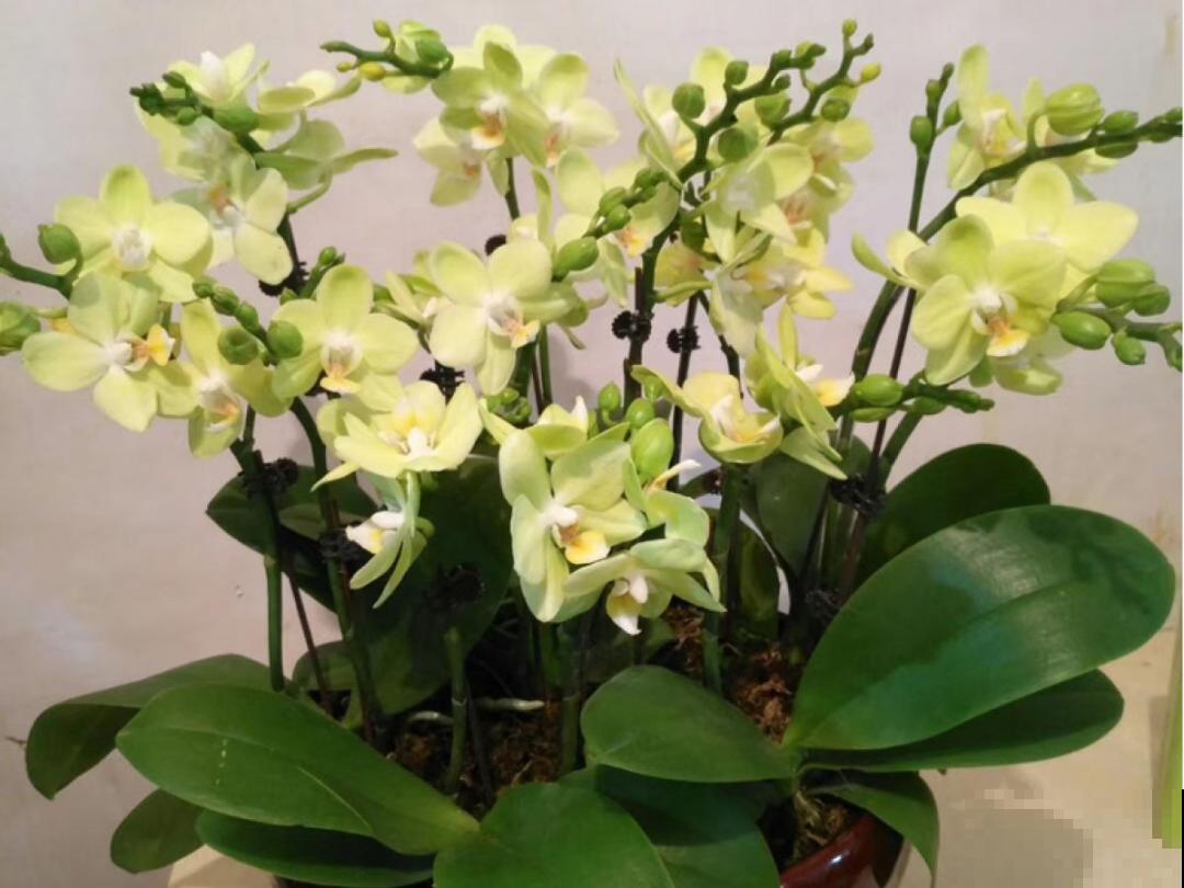 9种花不能暴晒，晒得越多花越不好，找阴凉地养