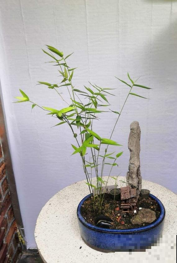 4种竹子，寓意一个比一个好，日子越过越美满