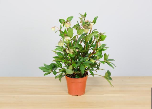 铁筷子养殖要想长花苞，这4步要注意，养好很简单