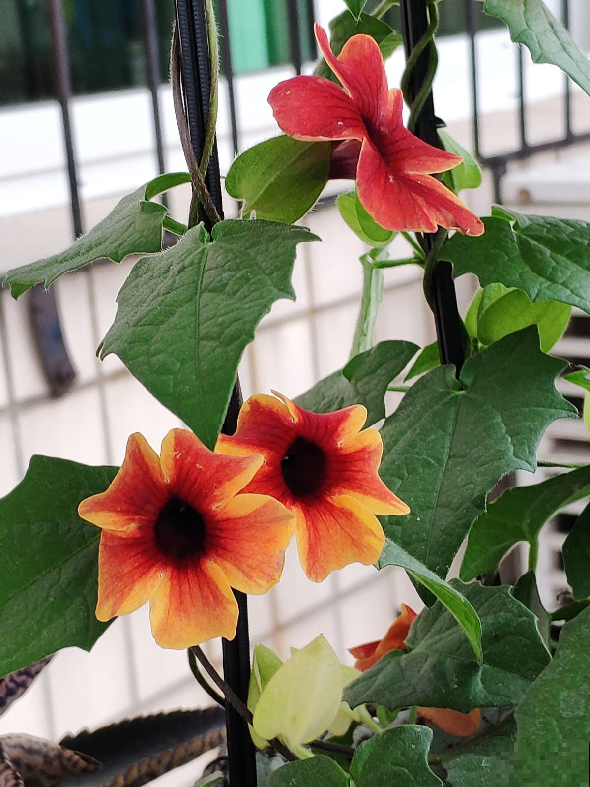 5种“垂吊花”，春天养一盆，家里开花成花墙