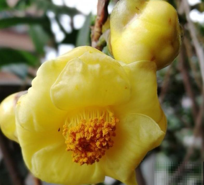 大几百块一棵的金花茶，迟迟不长叶子，满足4点很重要