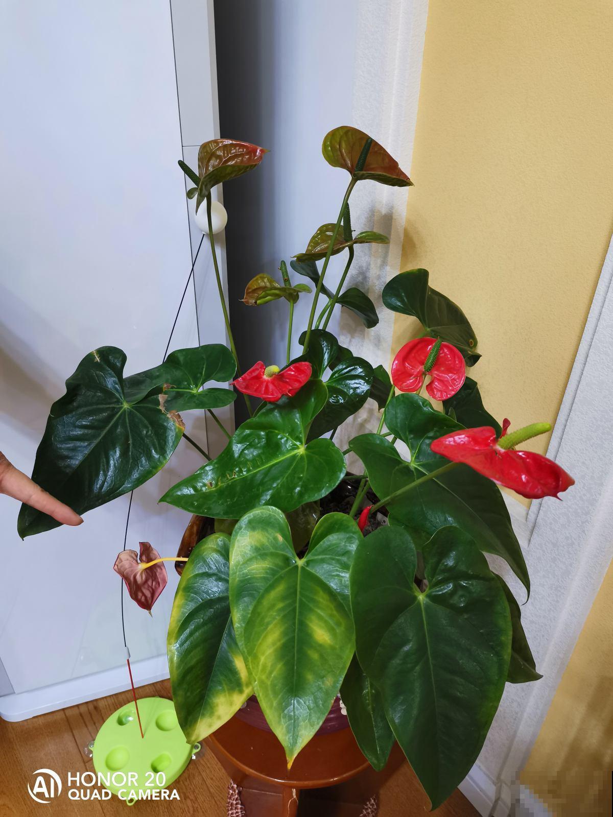 新手小白养红掌,4件事不要着急做,否则到头来竹篮打水一场空 新手小白养红掌,4件事不要着急做,否则到头来竹篮打水一场空