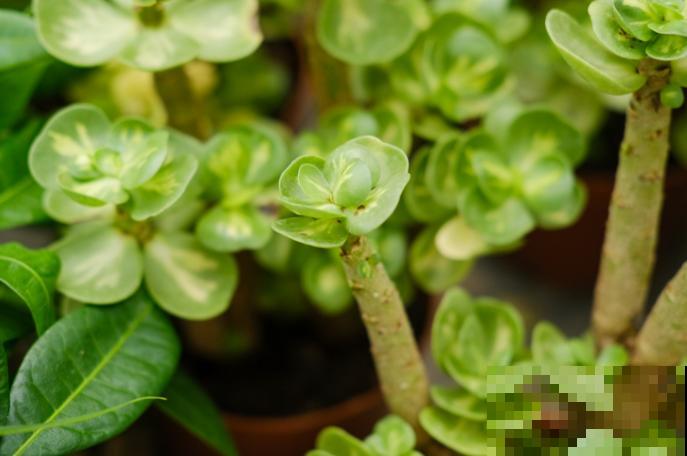 “招财”的多肉养在家，记住4个养护要点，杆壮叶肥长得快