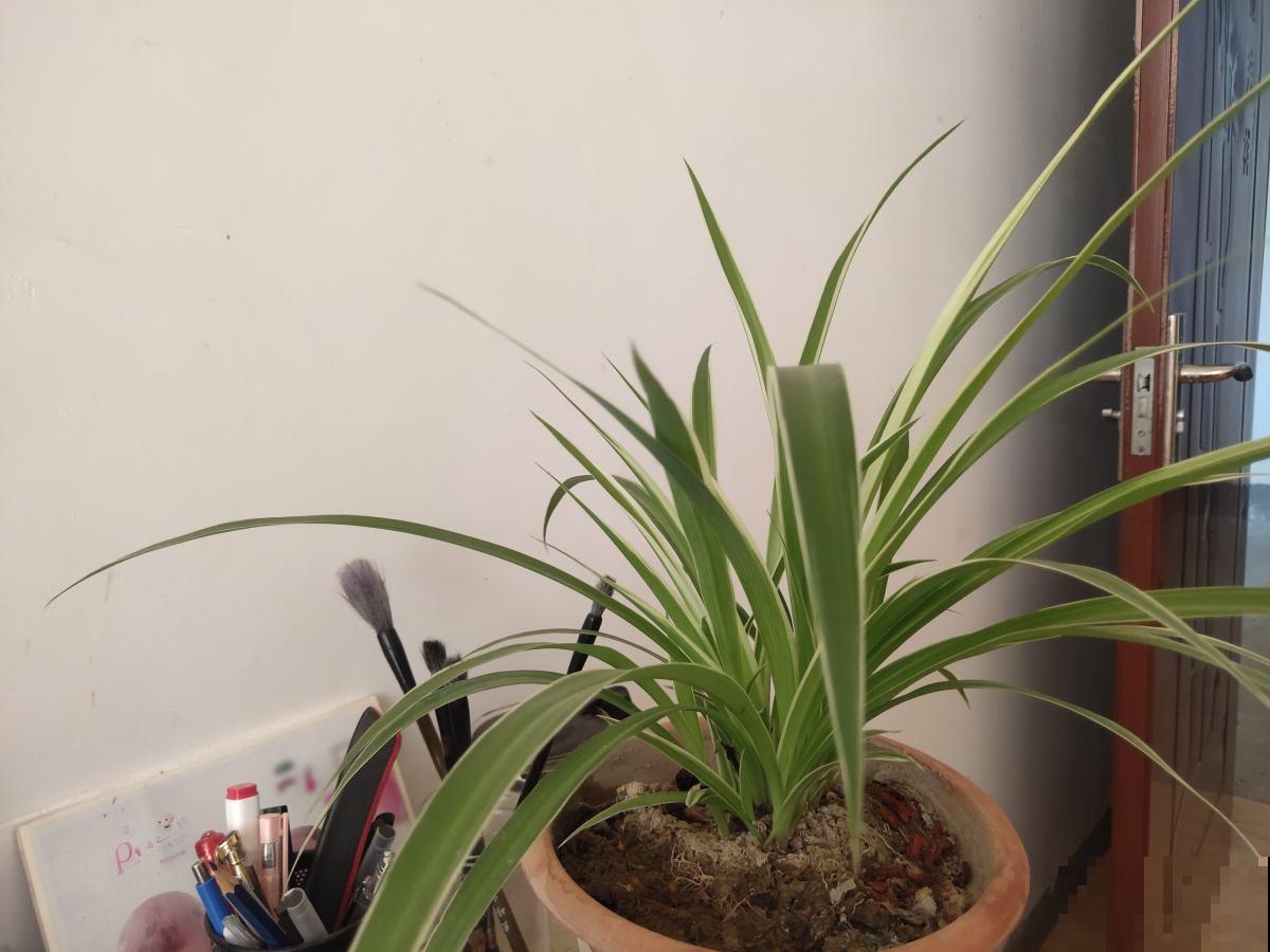 4种植物，一到冬天就黄叶，看看你错误在哪里