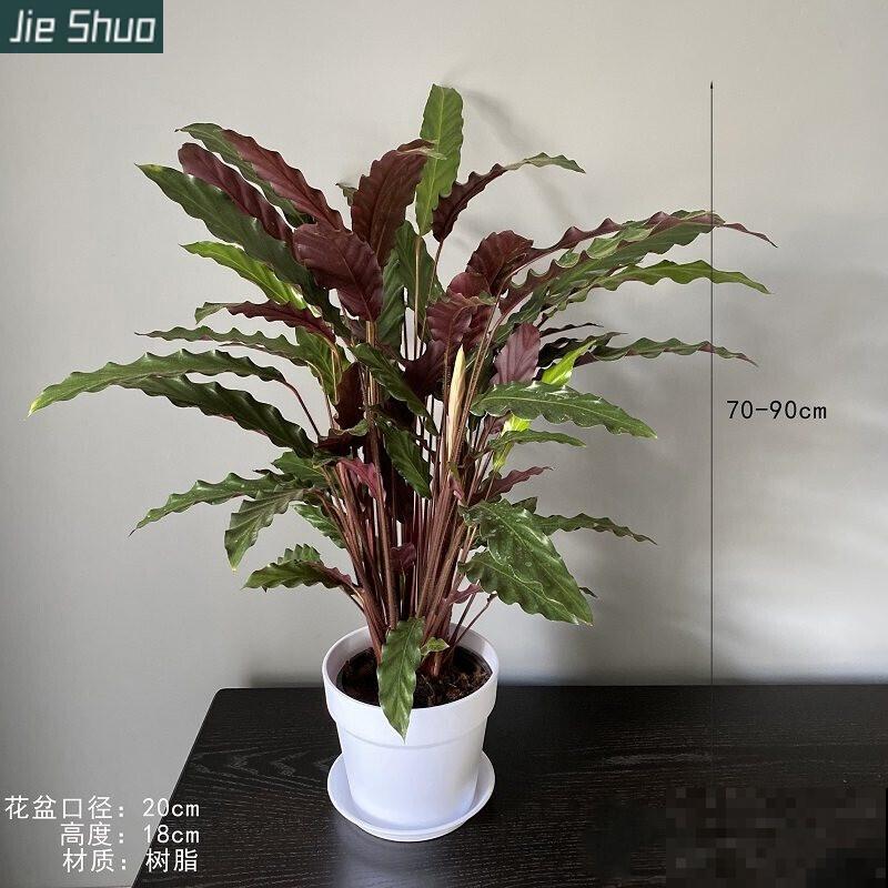 家里养盆波浪竹芋,高端大气,注意这4点轻松养殖 家里养盆波浪竹芋,高端大气,注意这4点轻松养殖