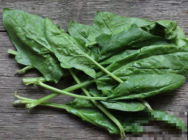 菠菜种下后，要想长势好，这3点养护要知道