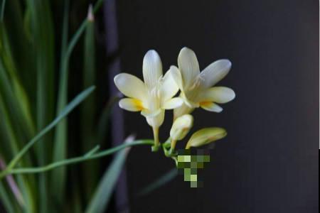 5种著名的“香水花”,满屋子都是香味,真是“活香水” 5种著名的“香水花”,满屋子都是香味,真是“活香水”