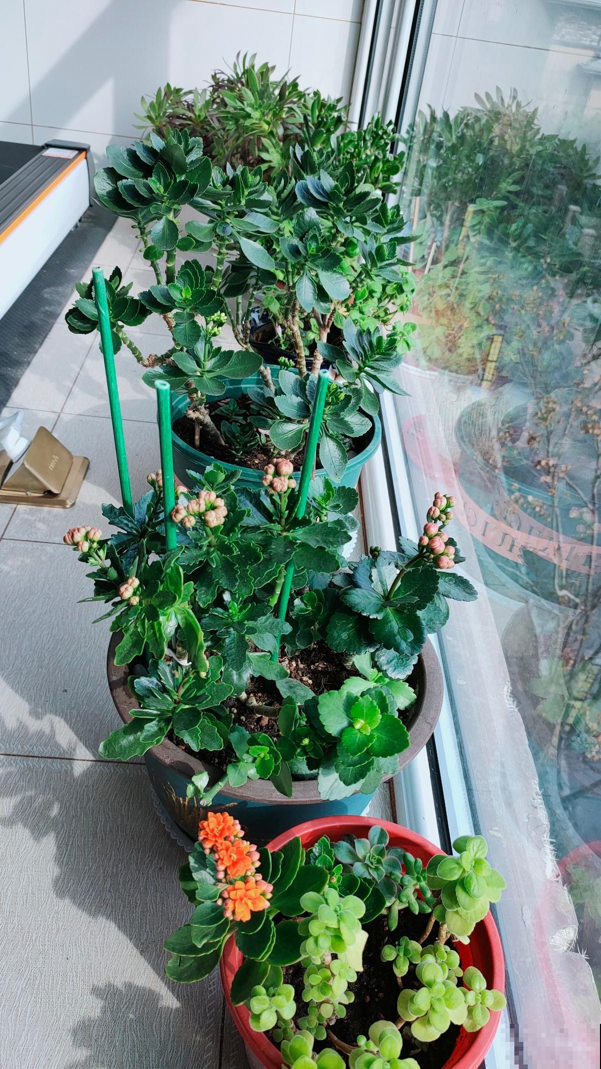 现在养长寿花，掐个枝条就能养，一盆变多盆