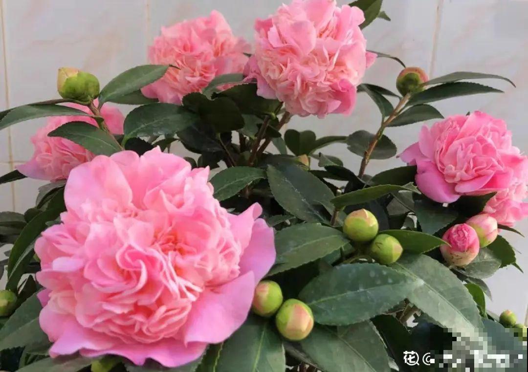 花68888元买棵桔子树，新年沾满“桔气”，来年“大吉大利”！