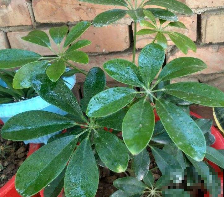 植物中的“空气净化器”,剪个枝条插水里,1周长出毛细根 植物中的“空气净化器”,剪个枝条插水里,1周长出毛细根