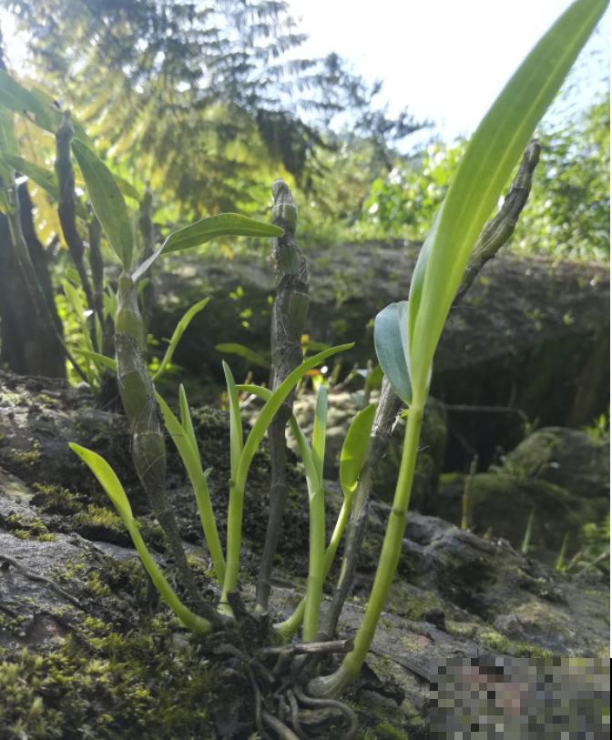 7种花不能买，触犯法律了不得，买了给自己惹麻烦