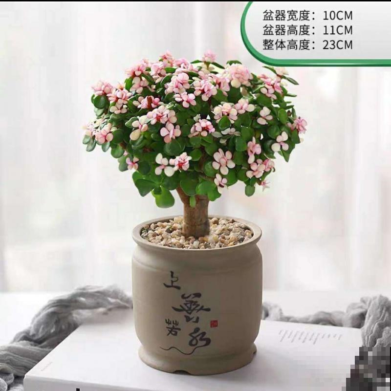 金枝玉叶养殖，学会这4步，轻松搞定造型