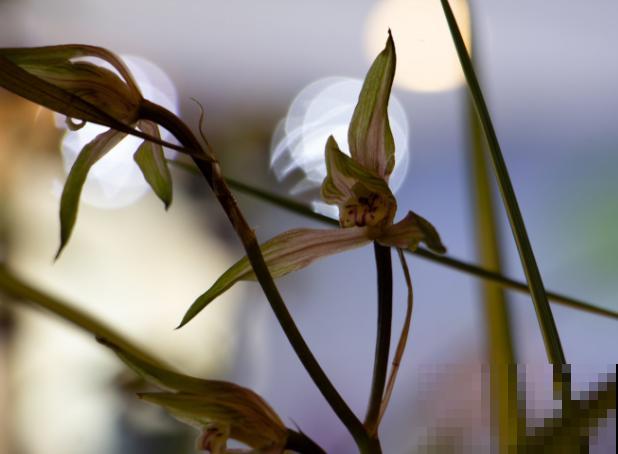 家里养殖的兰花不能随便送人，主要是兰花娇气，换环境影响生长