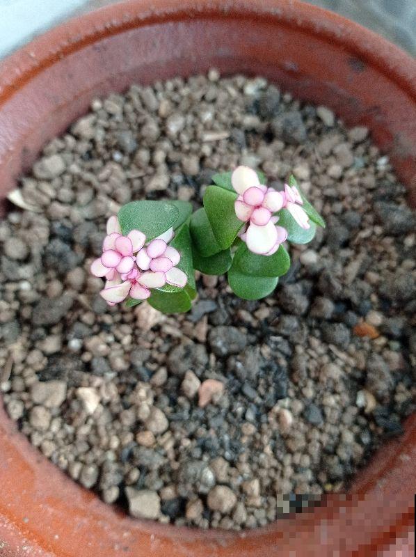 5种耐阴花,养在办公桌上,财运滚滚来 5种耐阴花,养在办公桌上,财运滚滚来