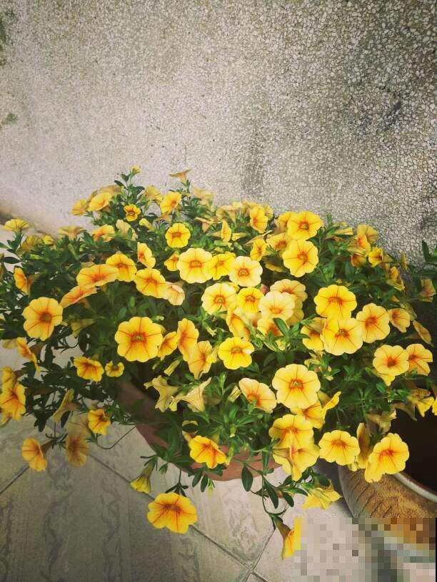 按色系分类的搭配技巧，庭院养花最受用