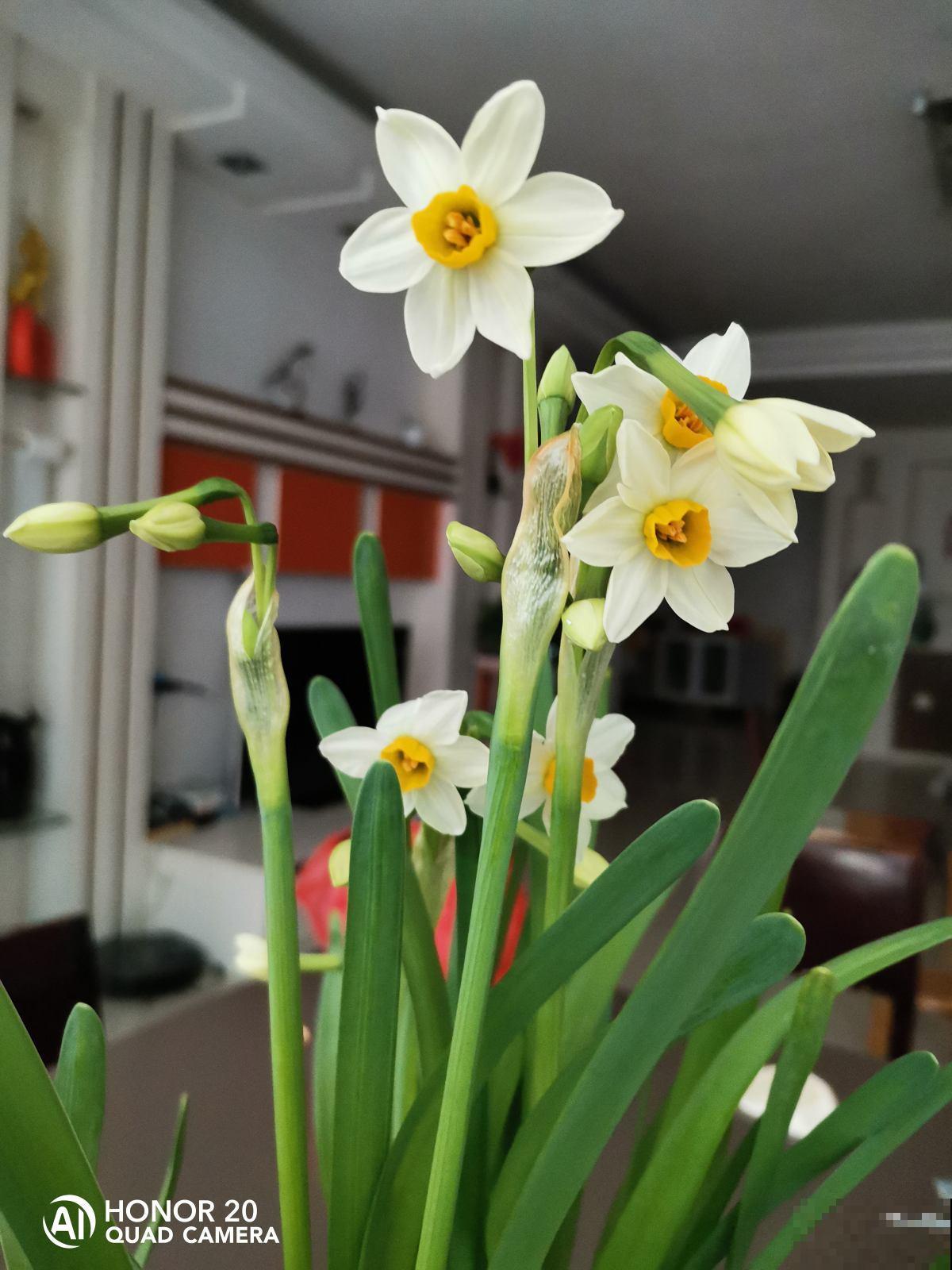 漂亮的花不是有毒就是有刺，7种不宜居家的花卉，养了赶紧搬走