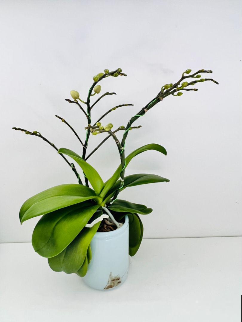 冬天买不起的3种花,春天可以扦插繁殖,绝对省钱 冬天买不起的3种花,春天可以扦插繁殖,绝对省钱