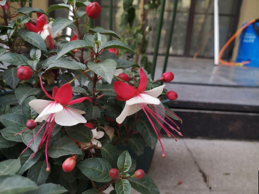 3种花，养好了叫“大神”，养不好是正常现象，新手更别碰