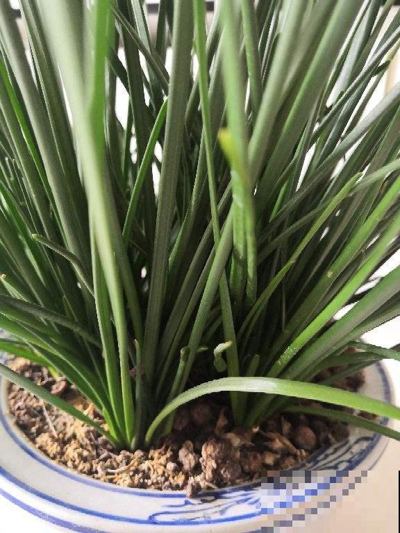 菜市场大妈最爱3种“剩菜根”，捡回家自己种，省钱又实用