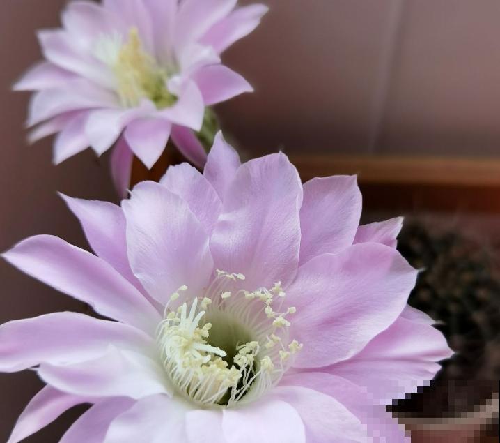 家里养盆彩草，好看好养，记住这4点轻松养殖