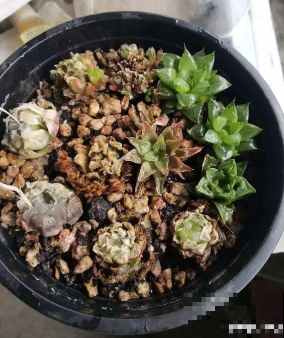 三伏天,花草难度夏,有问题来问我吧! 三伏天,花草难度夏,有问题来问我吧!