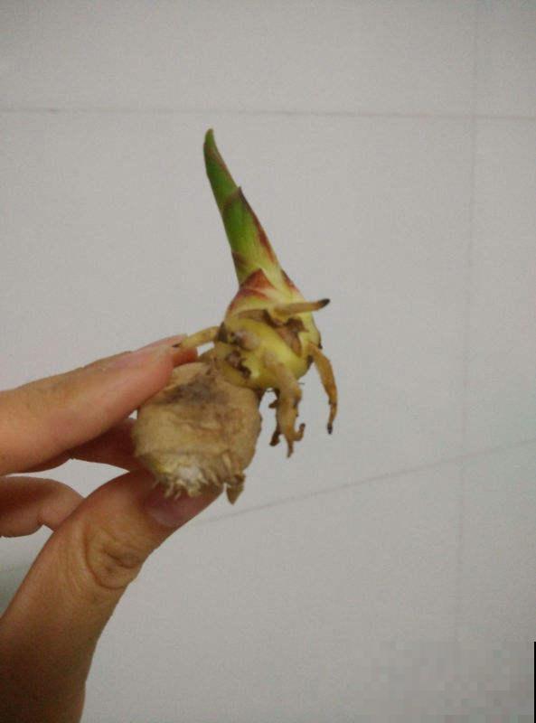 生姜别再花钱买,教你阳台盆栽,种一棵结一盆 生姜别再花钱买,教你阳台盆栽,种一棵结一盆