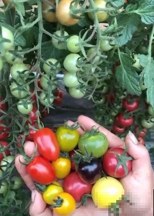 家里养盆圣女果，酸甜可口随意吃，新手也能养爆盆！