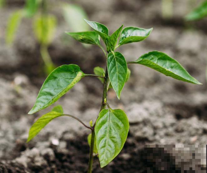 盆栽辣椒要想长得好，学会这4步，长满红辣椒