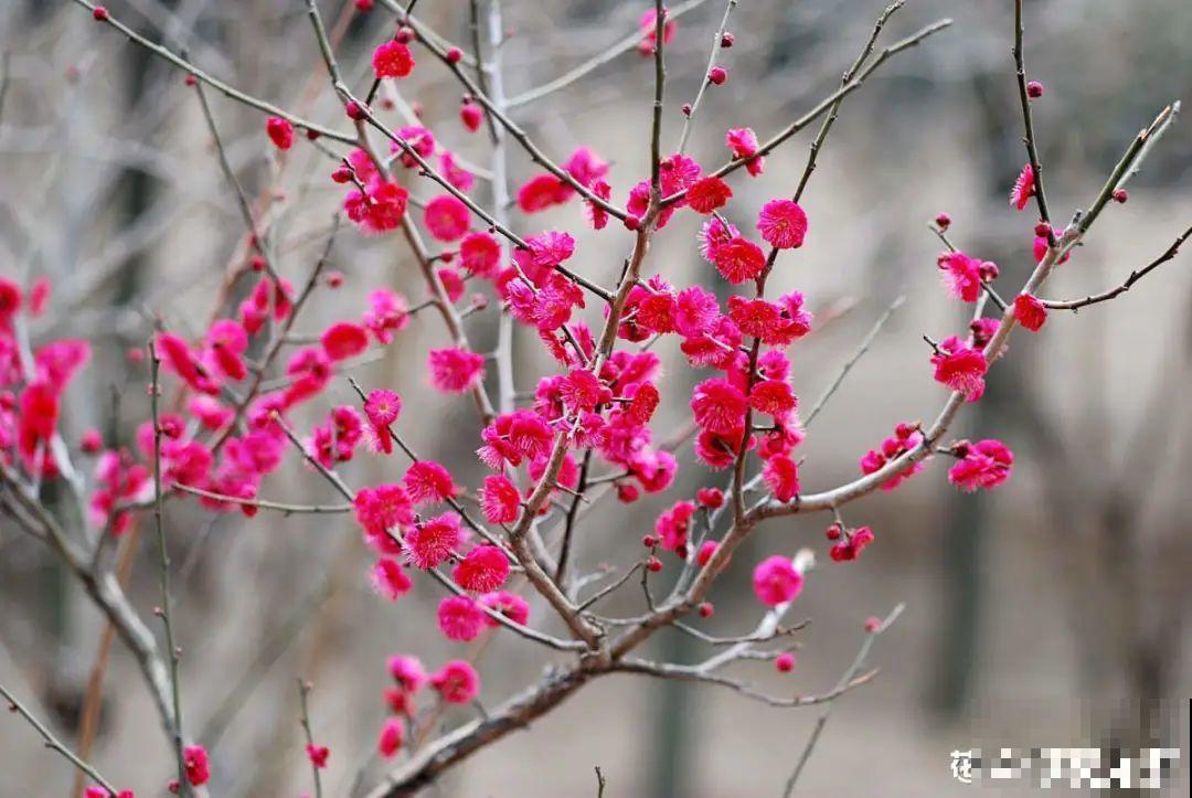 1种花剪几根枝,插水里3天就开花,迎春报喜,花香四溢 1种花剪几根枝,插水里3天就开花,迎春报喜,花香四溢