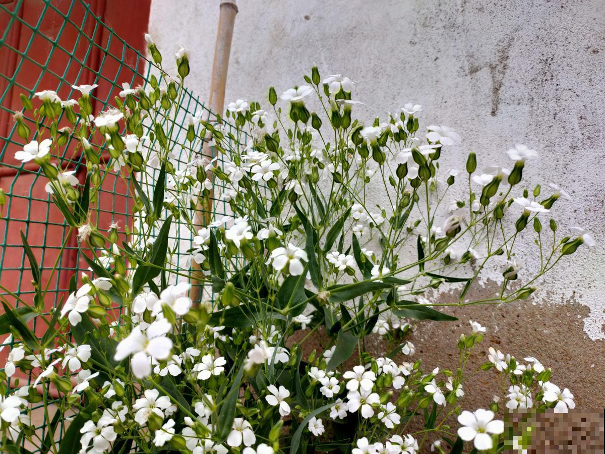 4种年宵花，拒绝大红大绿，就要“小清新”